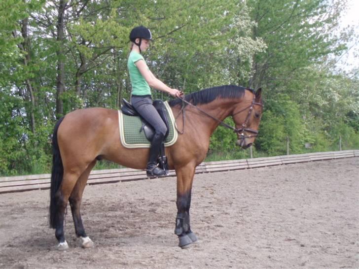 Dansk Varmblod Enggaards Liro (SOLGT) <3 - dressur billede 19