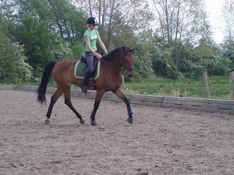 Dansk Varmblod Enggaards Liro (SOLGT) <3 - Mig og Liro <3 kig ikke på min opstilling jeg kan ik ride i en dressur sadel :) billede 20