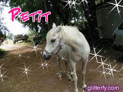 Welsh Mountain (sec A) Petit (Gamle pony ) - En sød en der ville laver et fint billede ad hende billede 1