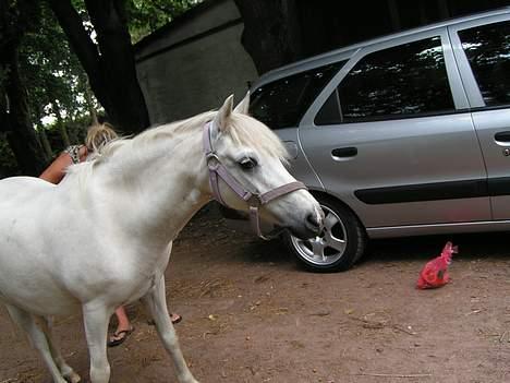 Welsh Mountain (sec A) Petit (Gamle pony ) - Mig og Petit <3  billede 2