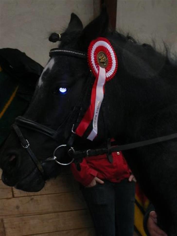 Welsh Pony (sec B) Cia - Cia efter stævne.. ... Fotograf: Min Mor / Pia Pedersen  billede 6