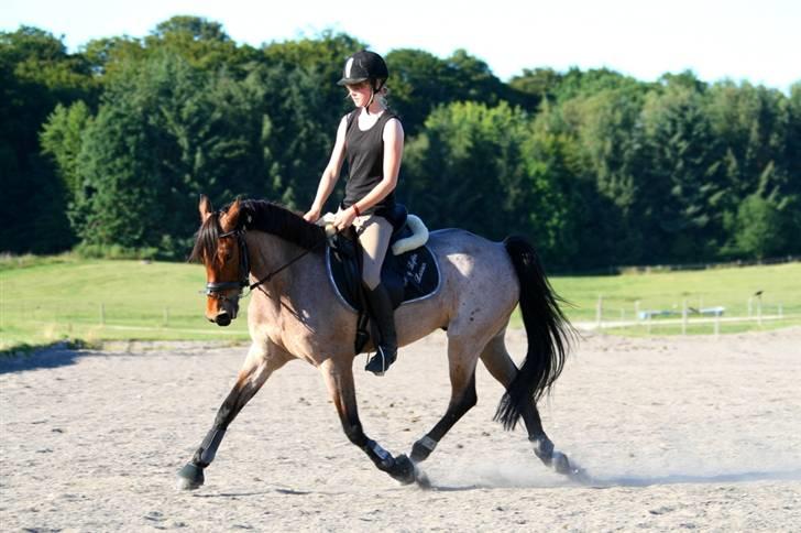 Anden særlig race Dusty  - sommer 2008. lange fine ben (: billede 9