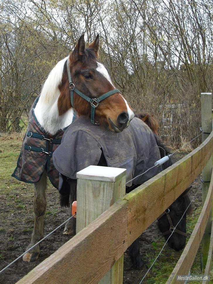 Pinto Sorenta "solgt" :* - jeg låner lige din røv som pude ojay! billede 14