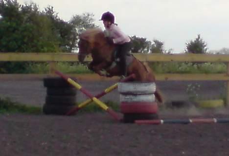 Shetlænder Tarzan!  billede 16