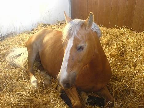 Anden særlig race Toscana - Toscana tager sig en lille lur:D billede 11