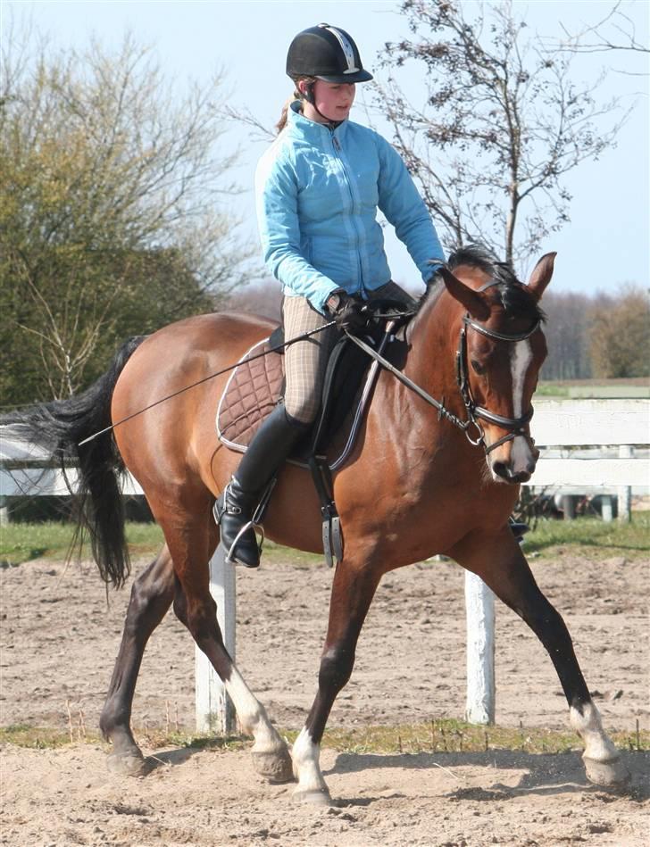 Anden særlig race Sir Hamilton - Velkommen til Sir Hamiltons profil! (: billede 1