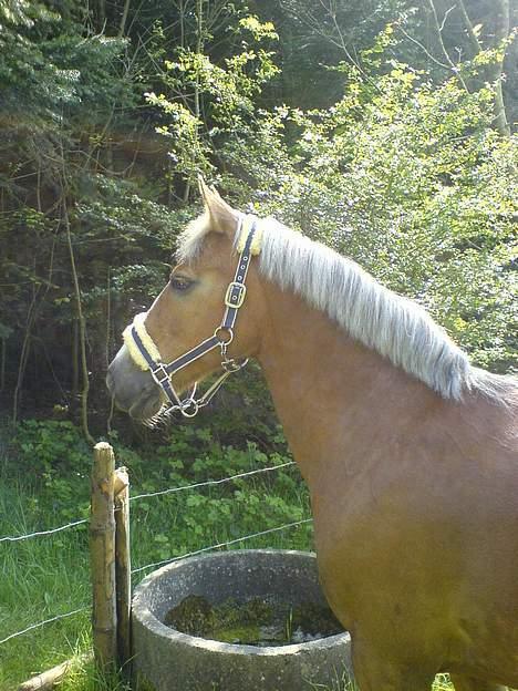 Anden særlig race Toscana billede 13