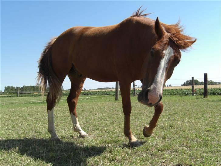 DSP Oliver - Solgt billede 8