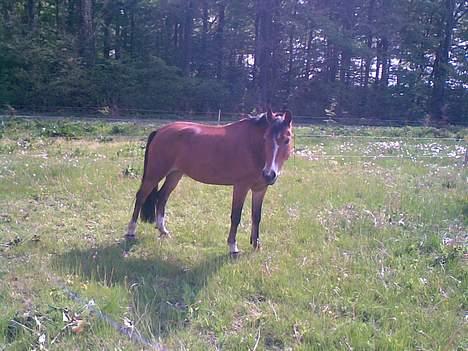 Anden særlig race Nielsen's Little Star  - Prinsessen derhjemme.  billede 9