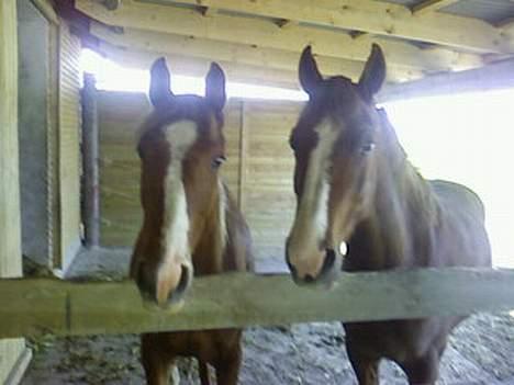 DSP Oliver - Solgt - Rosa Munde og Oliver. Rosa Munde blev devsærre aflivet, dn 4.oktober 07 , da hun fik tarmslyng.  billede 9