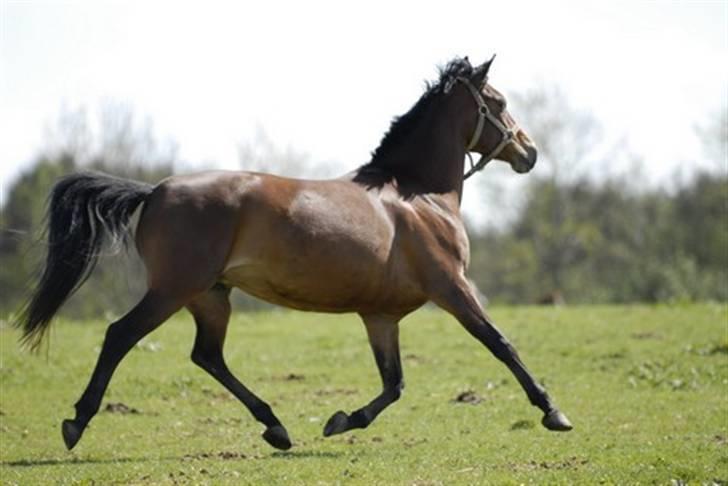 Anden særlig race Cherie - Min vildhest på folden <3 billede 9