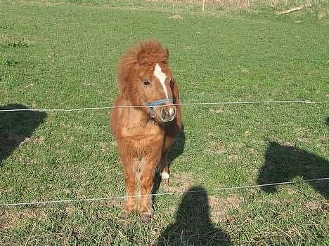 Shetlænder Zmall - "Stiller mig da lige lidt an for fotografen =)" billede 16