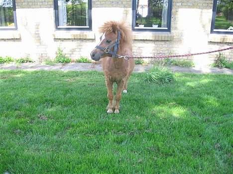 Shetlænder Zmall - "Jeg kan også så model.. Skal jeg det?" billede 17