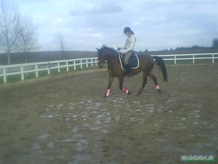 Anden særlig race Cherie - Dressur /Foto Katharina/ billede 13