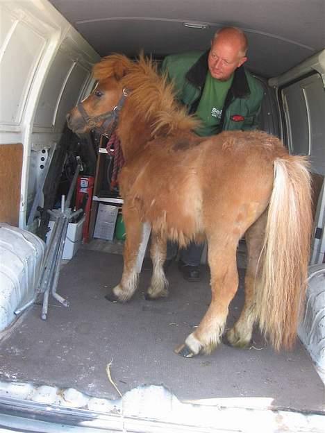 Shetlænder Zmall - Ej, hvad er det i har gang i? Her pleger heste da ikke at være inde.." billede 18