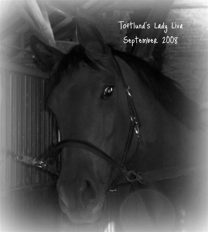 Anden særlig race Lady Liva - R.I.P billede 1