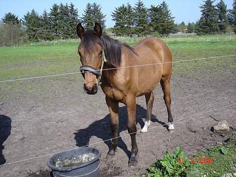 Anden særlig race Lady Liva - R.I.P - Liva 1½ billede 2