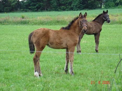 Anden særlig race Lady Liva - R.I.P - Liva helt ny billede 3
