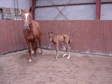 Anden særlig race Lady Liva - R.I.P - MEGET lille billede 4