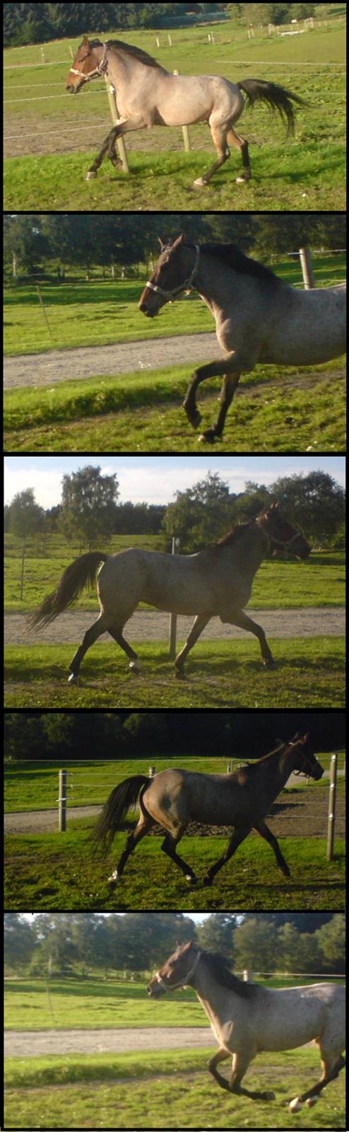 Anden særlig race Dusty  - efterår 2007. dårlige billeder, men de eneste gaop-fold-billeder jeg har. foto: mig. billede 11