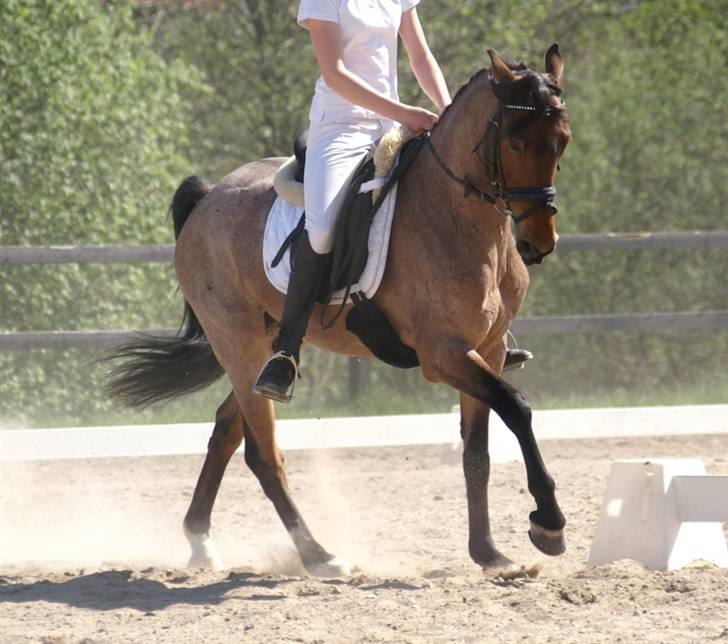 Anden særlig race Dusty  - forår 2008. lb3 på bal, som vi vandt. mine flyverlidt. foto: shella. billede 14