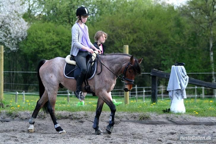 Anden særlig race Dusty  - forår 2008. opvarmnings-skridt. foto: jyl(?) billede 15