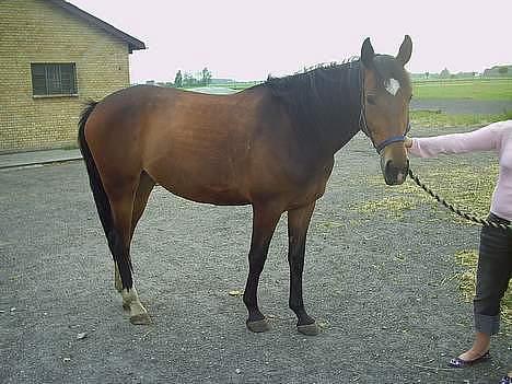 Oldenborg schousboes freja billede 12