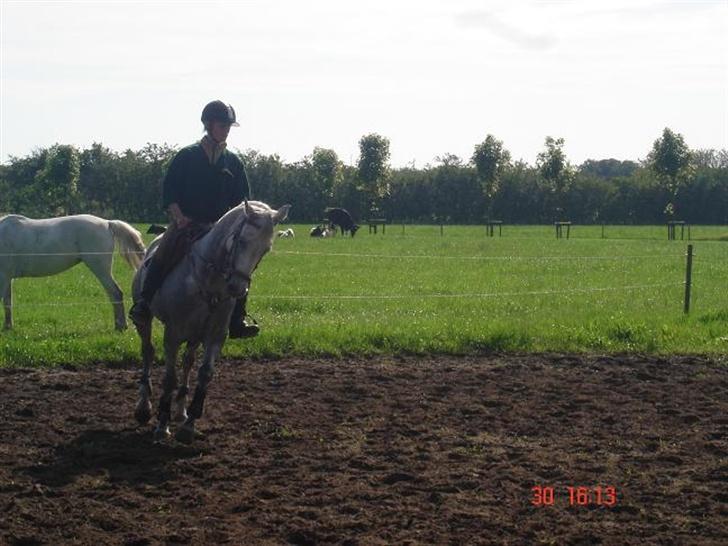 Anden særlig race Irish Delicious(SOLGT) :( billede 16