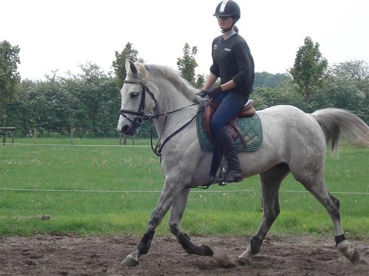 Anden særlig race Irish Delicious(SOLGT) :( billede 17