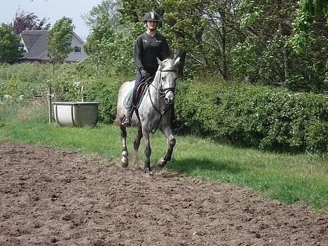 Anden særlig race Irish Delicious(SOLGT) :( billede 18