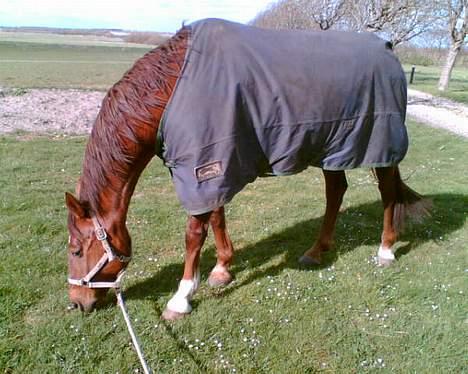 Dansk Varmblod Firaz - Skøøønt med lidt græs i forårs solen.. billede 1