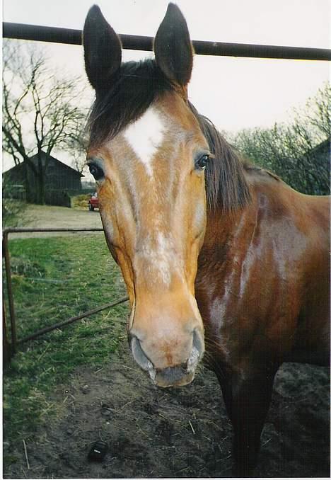 Dansk Varmblod Firaz - Er jeg på nu... ? billede 2