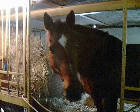 Dansk Varmblod Firaz - Står lige og holder øje med hvad der sker i stalden...Mon min mad er på vej ? billede 3