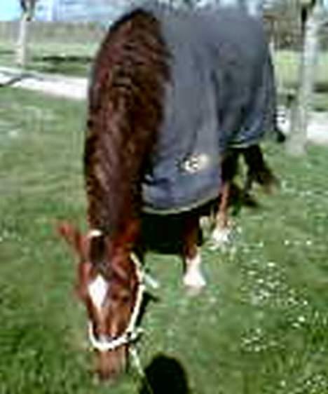 Dansk Varmblod Firaz - Lidt græs igen igen... billede 4