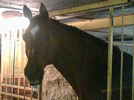 Dansk Varmblod Firaz - Så..nu tror jeg der sker noget... billede 5