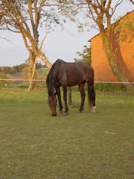 Anden særlig race Bella R.I.P. d. 27/10-09 - bella d. 20. maj 2007. hun er nu sat på pension og hygger sig hjemme på marken... billede 4