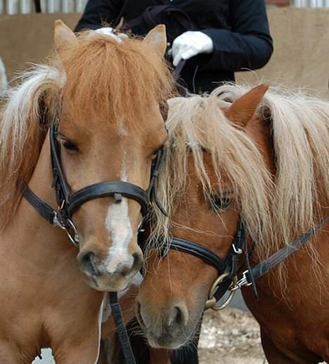 Miniature Egehøj`s Pretty Dam Good  - Hottie og hendes far Egehøj`s Mr. Swing King, til hingsteparade maj 2007 billede 4