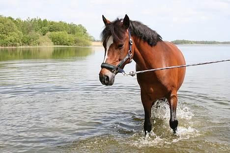 New Forest Roløkke can can  " R.i.P" - soppe soppe billede 18