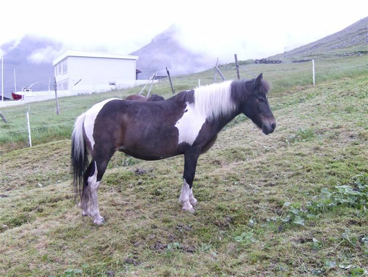 Færøsk hest Blanka [Haft i pleje] - Smukke Blanka :) | 13-08-2007 billede 16