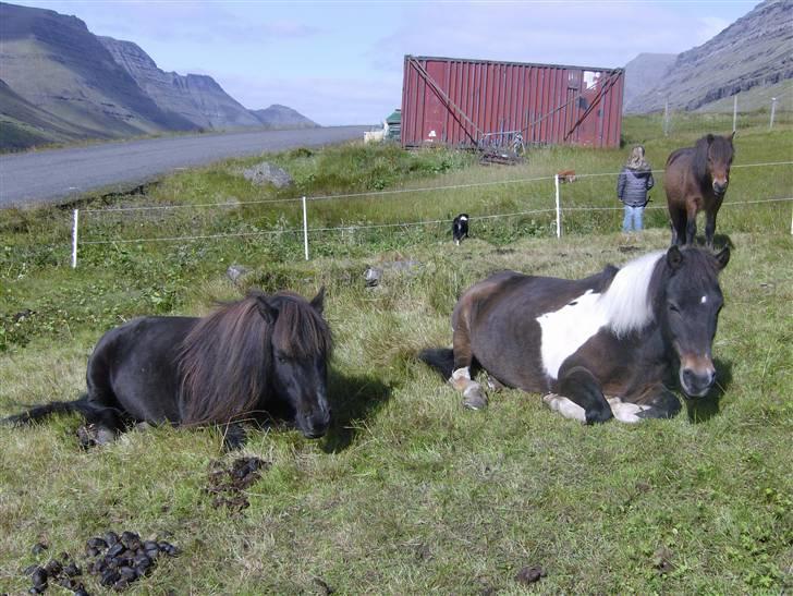 Færøsk hest Blanka [Haft i pleje] - Ligger og slapper af ... ;o) | 02-09-2007 billede 19