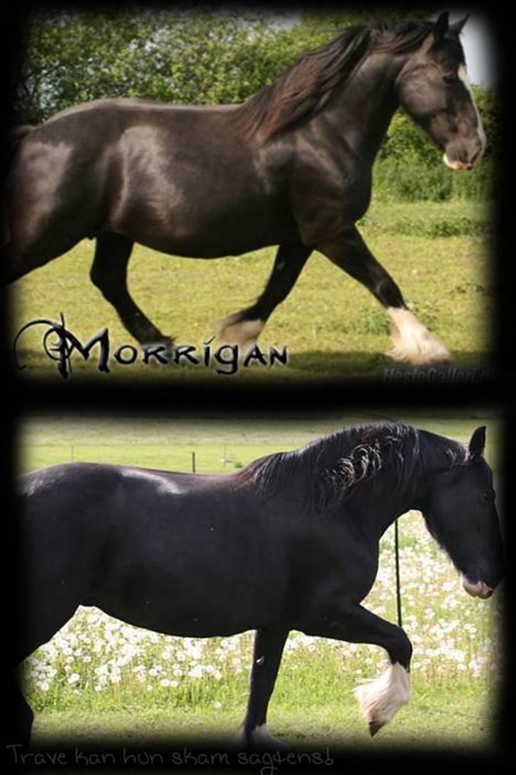 Irish Cob Crossbreed Morrigan STER & CHAMPION - # 10 billede 10