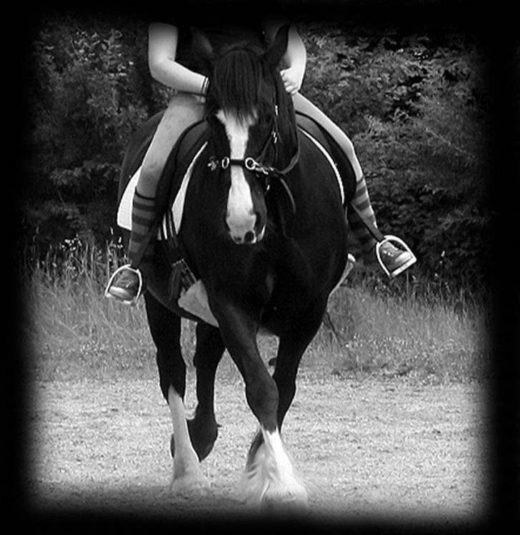 Irish Cob Crossbreed Morrigan STER & CHAMPION - # 12 billede 11