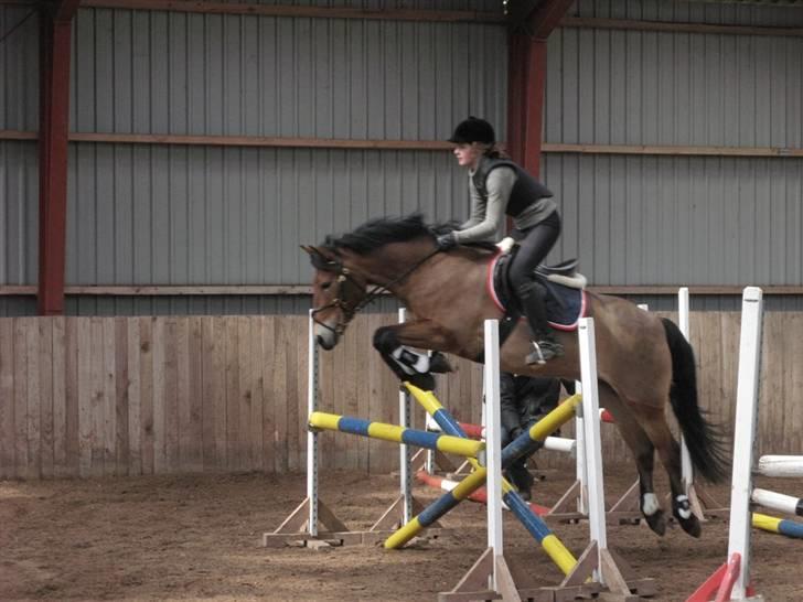 New Forest Fafner K<3 SOLGT. - Daniel Cassøe springkursus Marts 2008. billede 16