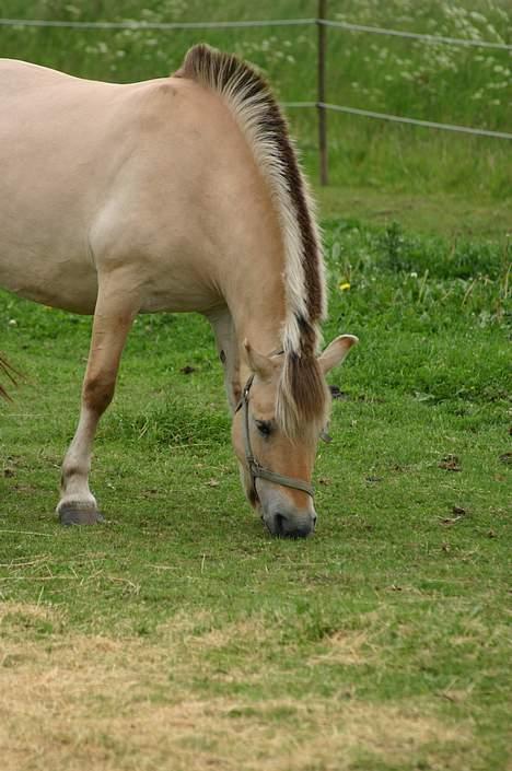 Fjordhest Tea Halsnæs EFJ9348  billede 1