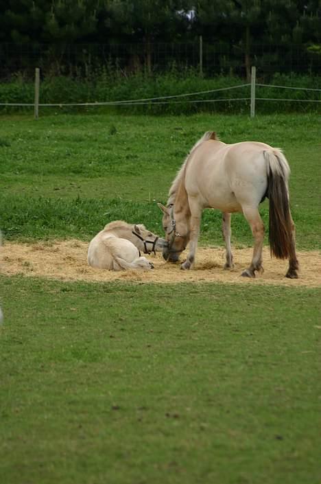 Fjordhest Tea Halsnæs EFJ9348  billede 2