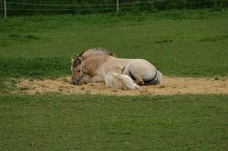 Fjordhest Tea Halsnæs EFJ9348  billede 3