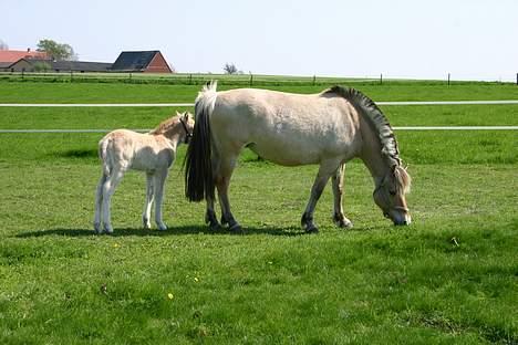 Fjordhest Tea Halsnæs EFJ9348  billede 4
