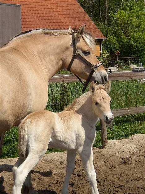 Fjordhest Tea Halsnæs EFJ9348  billede 5