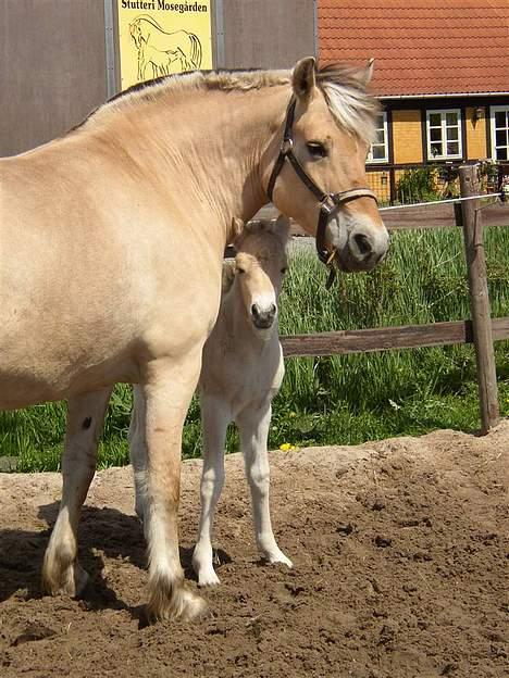 Fjordhest Tea Halsnæs EFJ9348  billede 6