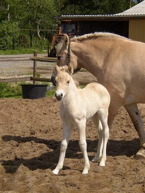 Fjordhest Tea Halsnæs EFJ9348  billede 7